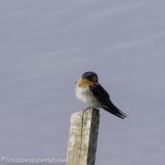 Hirundo neoxena (Welcome Swallow) at Molonglo Valley, ACT - 15 Sep 2019 by JonSteinbeck