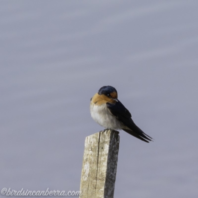Hirundo neoxena (Welcome Swallow) at Molonglo Valley, ACT - 15 Sep 2019 by JonSteinbeck