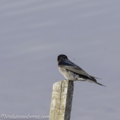 Hirundo neoxena at Molonglo Valley, ACT - 15 Sep 2019 08:57 AM