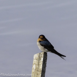 Hirundo neoxena at Molonglo Valley, ACT - 15 Sep 2019 08:57 AM