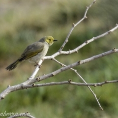 Ptilotula penicillata (White-plumed Honeyeater) at Molonglo Valley, ACT - 14 Sep 2019 by BIrdsinCanberra