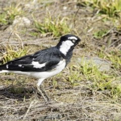 Grallina cyanoleuca (Magpie-lark) at Molonglo Valley, ACT - 14 Sep 2019 by BIrdsinCanberra