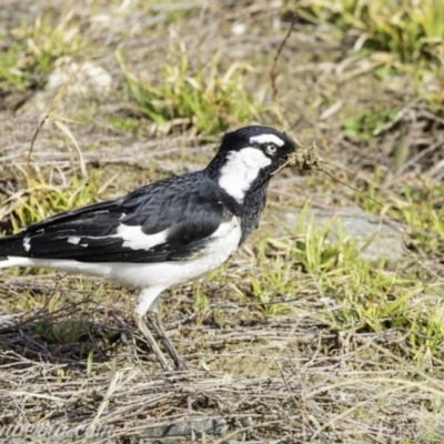 Grallina cyanoleuca (Magpie-lark) at Molonglo Valley, ACT - 14 Sep 2019 by BIrdsinCanberra