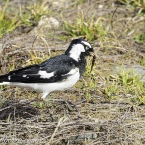 Grallina cyanoleuca at Molonglo Valley, ACT - 15 Sep 2019