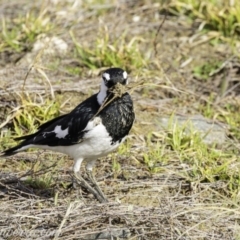 Grallina cyanoleuca at Molonglo Valley, ACT - 15 Sep 2019