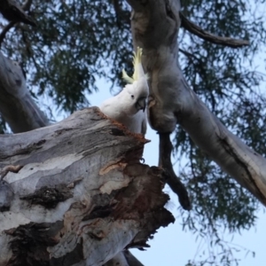 Cacatua galerita at Red Hill, ACT - 26 Sep 2019