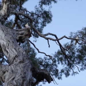 Cacatua galerita at Red Hill, ACT - 26 Sep 2019