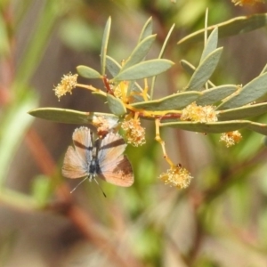 Nacaduba biocellata at Acton, ACT - 27 Sep 2019 09:45 AM