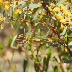 Nacaduba biocellata at Acton, ACT - 27 Sep 2019 09:45 AM