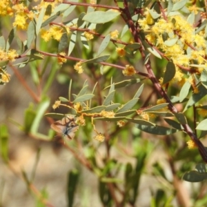 Nacaduba biocellata at Acton, ACT - 27 Sep 2019 09:45 AM