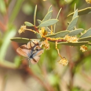 Nacaduba biocellata at Acton, ACT - 27 Sep 2019