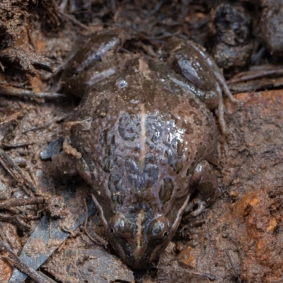 Limnodynastes tasmaniensis (Spotted Grass Frog) at Kowen Woodland - 25 Sep 2019 by rawshorty