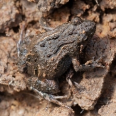 Crinia sp. (genus) (A froglet) at Kowen Woodland - 25 Sep 2019 by rawshorty