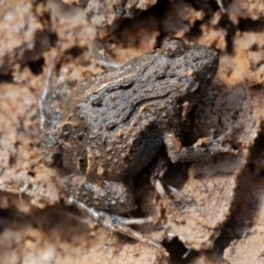 Crinia sp. (genus) (A froglet) at Kowen, ACT - 25 Sep 2019 by rawshorty