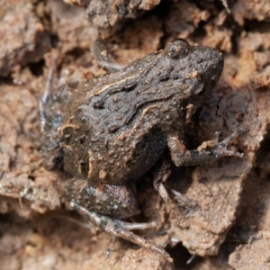 Crinia sp. (genus) at Kowen, ACT - 25 Sep 2019