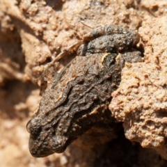 Crinia sp. (genus) at Kowen, ACT - 25 Sep 2019