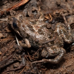 Crinia sp. (genus) at Kowen, ACT - 25 Sep 2019