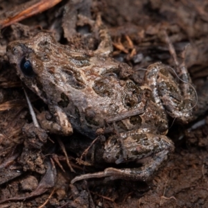 Crinia sp. (genus) at Kowen, ACT - 25 Sep 2019