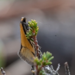 Philobota undescribed species near arabella (A concealer moth) at Kowen Woodland - 25 Sep 2019 by rawshorty