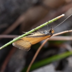 Philobota undescribed species near arabella at Kowen, ACT - 25 Sep 2019