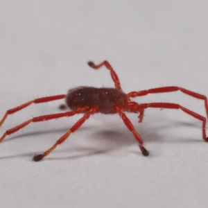 Rainbowia sp. (genus) at Evatt, ACT - 26 Sep 2019