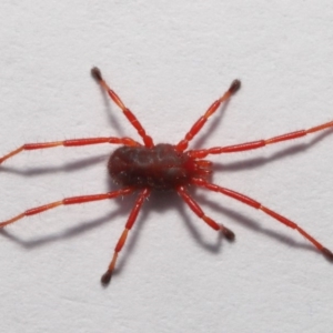 Rainbowia sp. (genus) at Evatt, ACT - 26 Sep 2019 02:38 PM