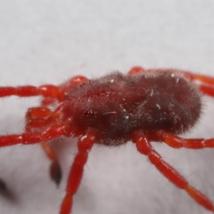 Rainbowia sp. (genus) at Evatt, ACT - 26 Sep 2019 02:38 PM