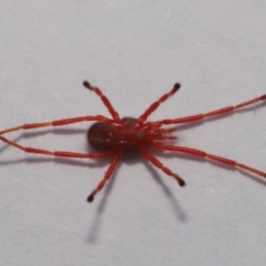 Rainbowia sp. (genus) at Evatt, ACT - 26 Sep 2019