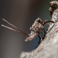 Platybrachys sp. (genus) (A gum hopper) at Hughes, ACT - 27 Sep 2019 by rawshorty