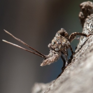 Platybrachys sp. (genus) at Hughes, ACT - 27 Sep 2019