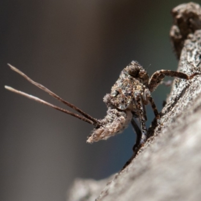 Platybrachys sp. (genus) (A gum hopper) at Federal Golf Course - 26 Sep 2019 by rawshorty