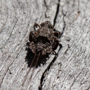 Platybrachys sp. (genus) at Hughes, ACT - 27 Sep 2019