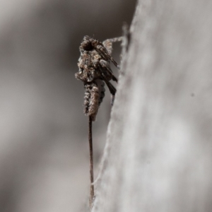 Platybrachys sp. (genus) at Hughes, ACT - 27 Sep 2019