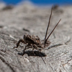 Platybrachys sp. (genus) at Hughes, ACT - 27 Sep 2019