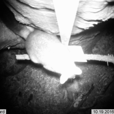 Trichosurus vulpecula (Common Brushtail Possum) at Wandiyali-Environa Conservation Area - 19 Oct 2016 by Wandiyali