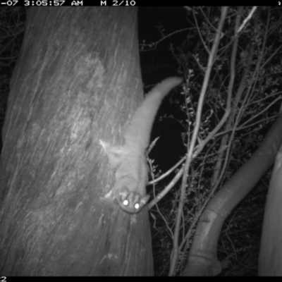 Petaurus notatus (Krefft’s Glider, formerly Sugar Glider) at Jerrabomberra, NSW - 19 Jan 2016 by Wandiyali