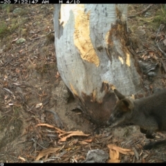 Wallabia bicolor (Swamp Wallaby) at Jerrabomberra, NSW - 20 Jan 2016 by Wandiyali