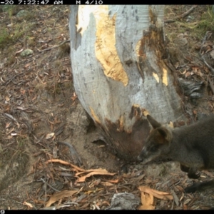 Wallabia bicolor at Jerrabomberra, NSW - 20 Jan 2016