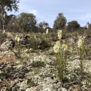 Stackhousia monogyna at Watson, ACT - 27 Sep 2019