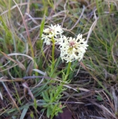 Stackhousia monogyna (Creamy Candles) at Belconnen, ACT - 28 Sep 2019 by Jiggy