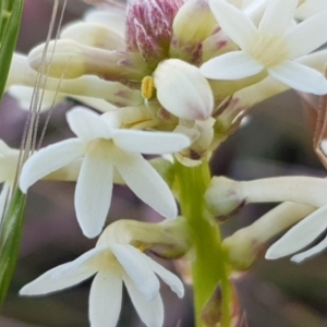 Stackhousia monogyna at Belconnen, ACT - 28 Sep 2019 07:25 AM