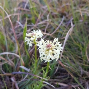 Stackhousia monogyna at Belconnen, ACT - 28 Sep 2019 07:25 AM