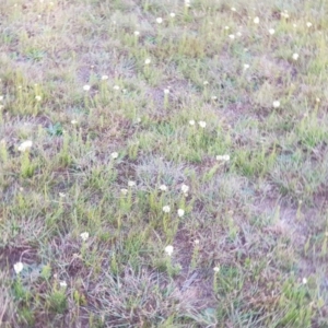 Stackhousia monogyna at Belconnen, ACT - 28 Sep 2019 07:25 AM