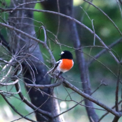 Petroica boodang (Scarlet Robin) at Googong, NSW - 23 Apr 2018 by Wandiyali