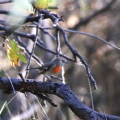 Petroica boodang at Googong, NSW - 23 Apr 2018