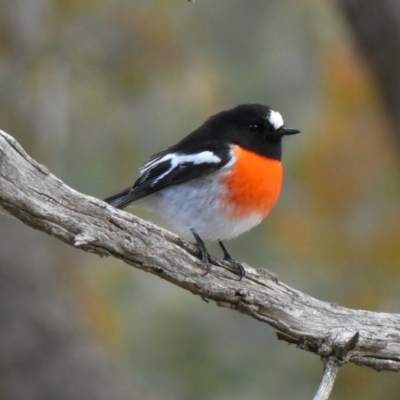 Petroica boodang (Scarlet Robin) at Googong, NSW - 7 Jul 2018 by Wandiyali