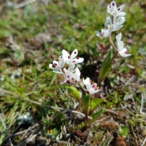 Wurmbea dioica subsp. dioica at Amaroo, ACT - 27 Sep 2019 10:31 AM