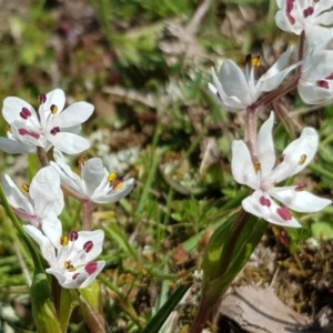 Wurmbea dioica subsp. dioica at Amaroo, ACT - 27 Sep 2019 10:31 AM