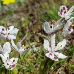 Wurmbea dioica subsp. dioica at Amaroo, ACT - 27 Sep 2019 10:31 AM