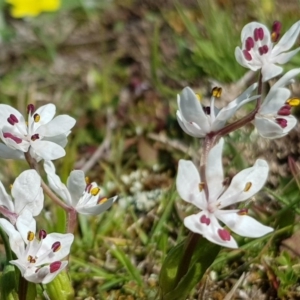 Wurmbea dioica subsp. dioica at Amaroo, ACT - 27 Sep 2019 10:31 AM